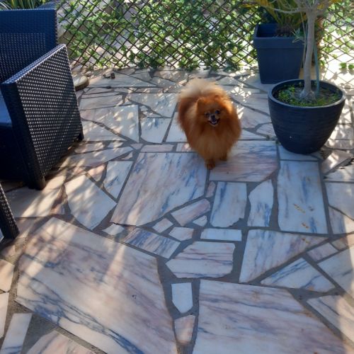 Manifiques males adultes #1