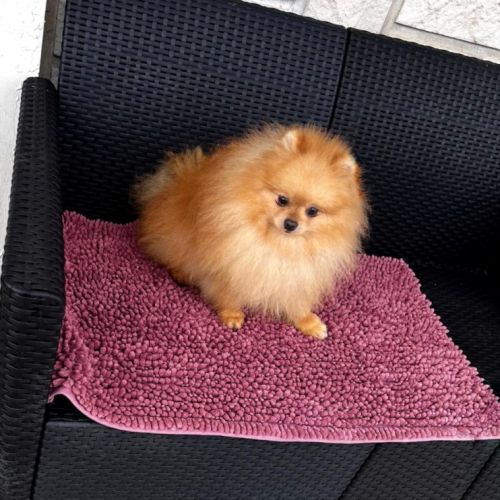 Manifiques males adultes #2