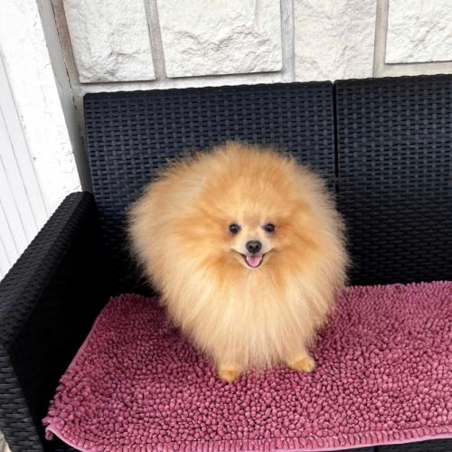 Manifiques males adultes #3