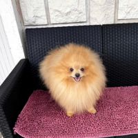 Manifiques males adultes #3