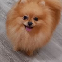 Manifiques males adultes #5