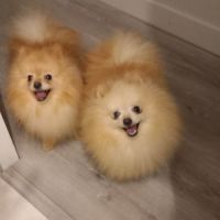 Manifiques males adultes #6