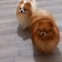 Manifiques males adultes #7