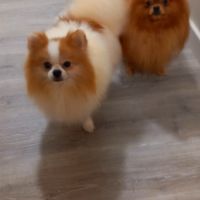 Manifiques males adultes #8