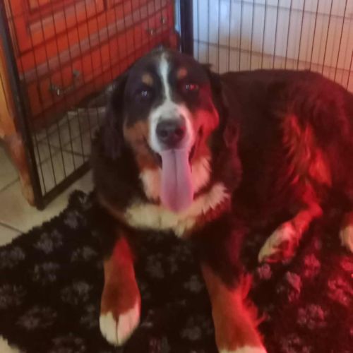 Chiots bouvier bernois #1