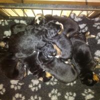 Chiots bouvier bernois