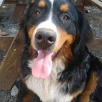 Chiots bouvier bernois #3