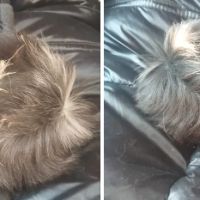 Cochon d'inde mâle agée 2 mois et demi