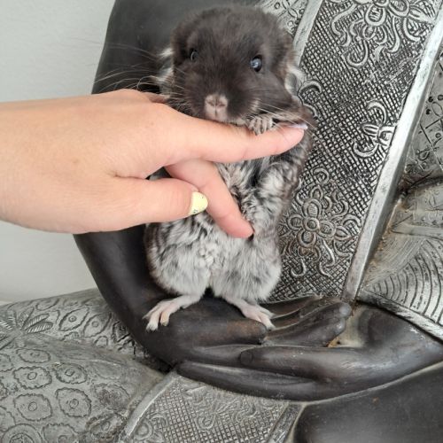 Chinchilla mâle black pearl