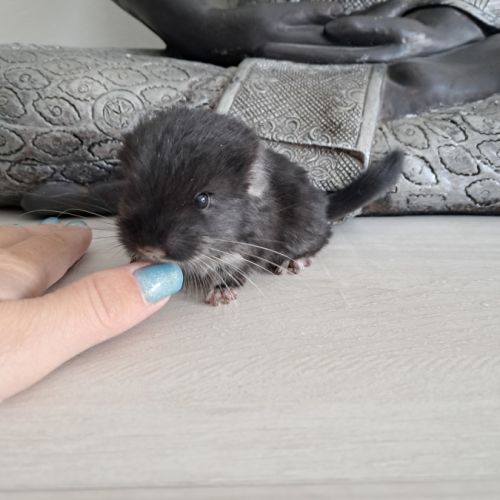 Chinchilla mâle black pearl #2