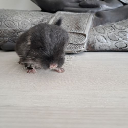 Chinchilla mâle black pearl #3