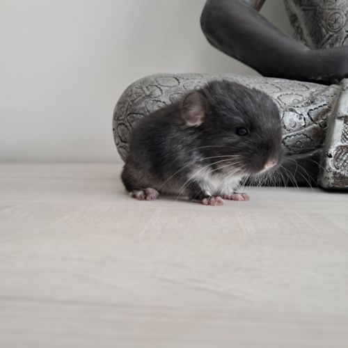 Chinchilla mâle black pearl #4