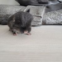 Chinchilla mâle black pearl #3