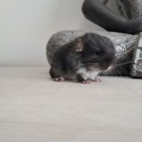 Chinchilla mâle black pearl #4