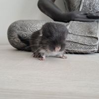 Chinchilla mâle black pearl #5