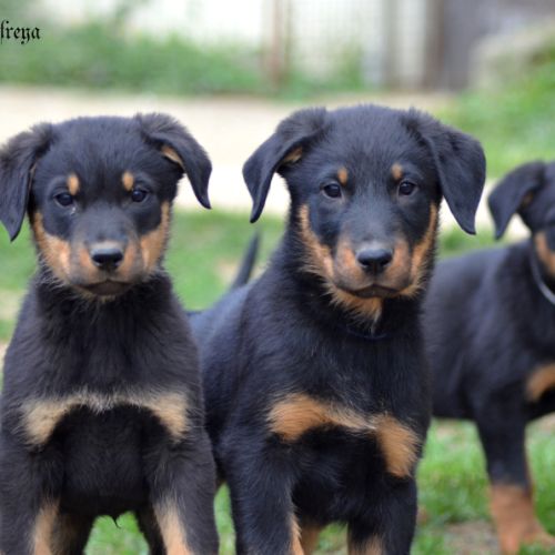 Magnifiques bébés beauceron disponibles