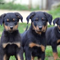 Magnifiques bébés beauceron disponibles