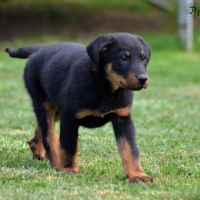Magnifiques bébés beauceron disponibles #2