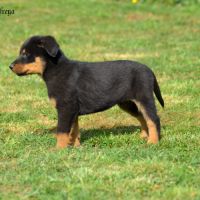 Magnifiques bébés beauceron disponibles #3