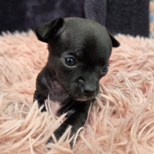 Chihuahua : les réservations sont ouvertes ! #1