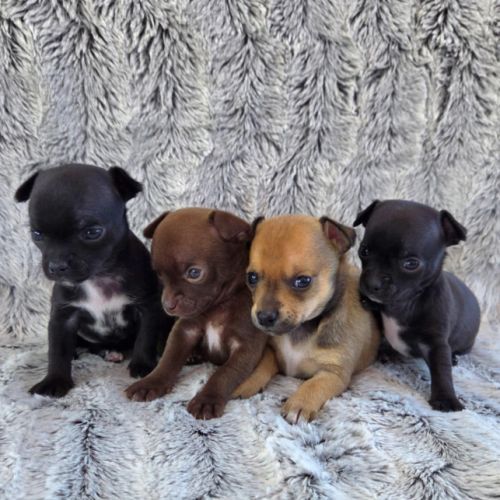 Chihuahua : les réservations sont ouvertes ! #2