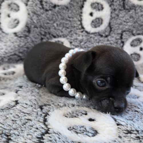 Chihuahua : les réservations sont ouvertes ! #7