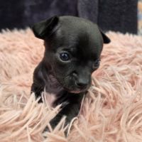 Chihuahua : les réservations sont ouvertes ! #1