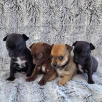 Chihuahua : les réservations sont ouvertes ! #2