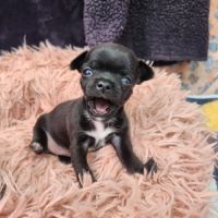 Chihuahua : les réservations sont ouvertes ! #3