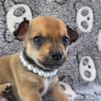 Chihuahua : les réservations sont ouvertes ! #4