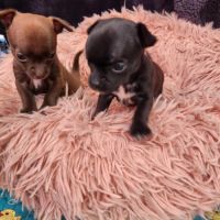 Chihuahua : les réservations sont ouvertes ! #6