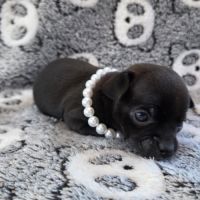 Chihuahua : les réservations sont ouvertes ! #7