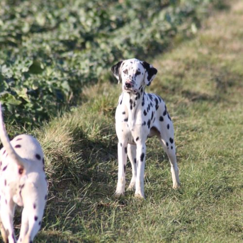 Dalmatiens lof #0