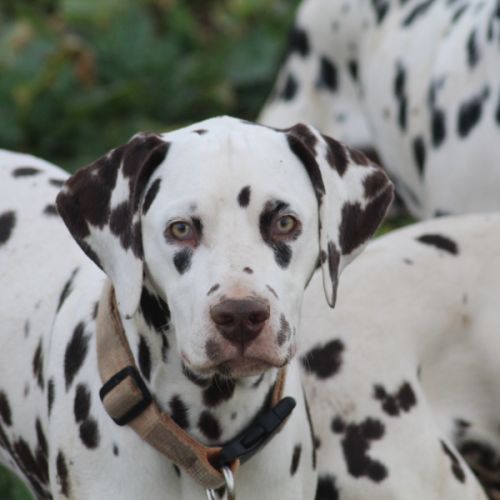 Dalmatiens lof #4