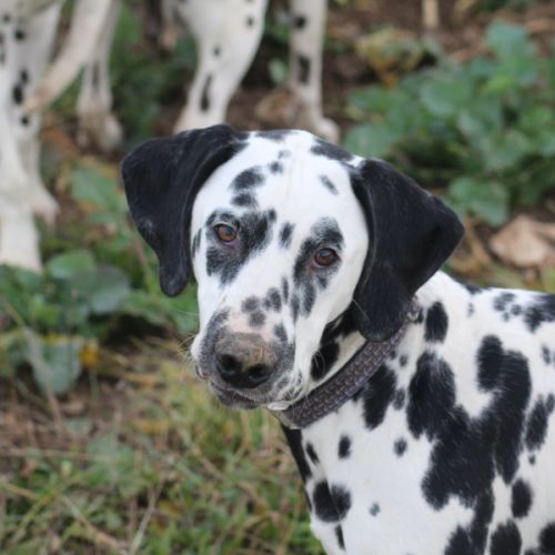Dalmatiens lof #5