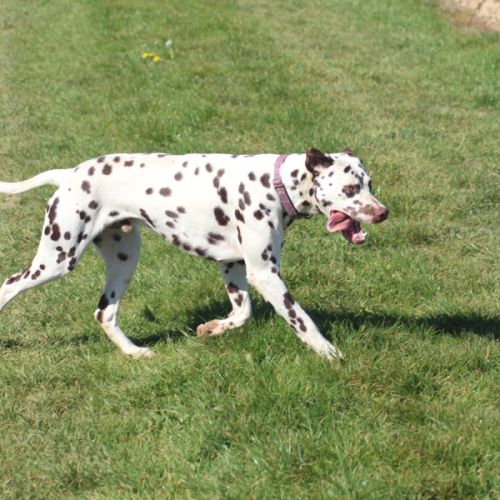 Dalmatien lof #2