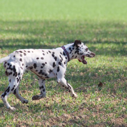 Dalmatien lof #3
