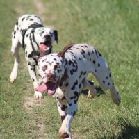 Dalmatien lof #1