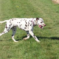 Dalmatien lof #2