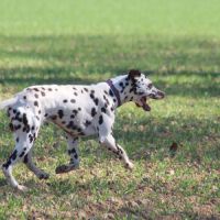 Dalmatien lof #3