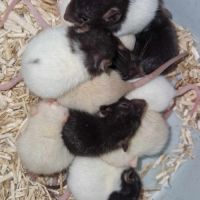 Bébés rats