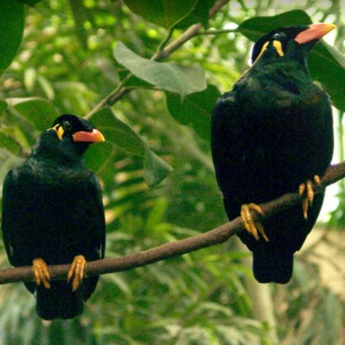 Cherche gris du gabon pour élevage à la main #2