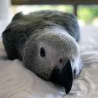 Cherche gris du gabon pour élevage à la main