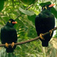 Cherche gris du gabon pour élevage à la main #2