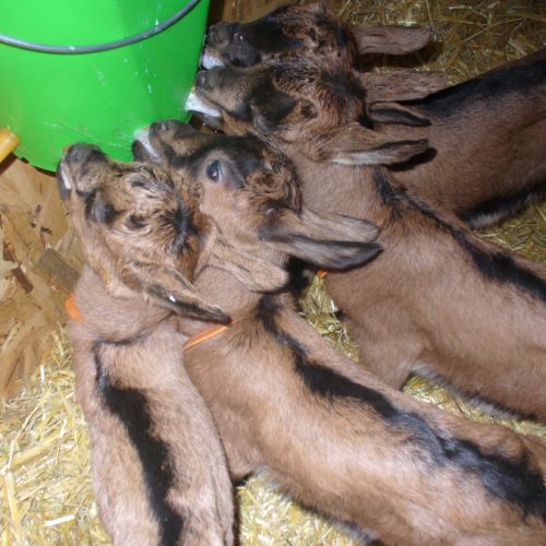 Urgent : petites chevrettes et chevreaux à sauver #2