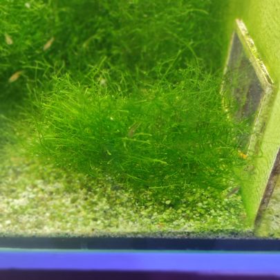 Vend mousse de java adaptée pour l'eau de mer #1