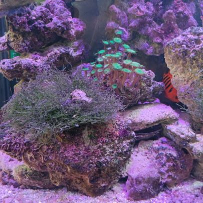 Vend mousse de java adaptée pour l'eau de mer #4