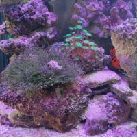 Vend mousse de java adaptée pour l'eau de mer #4