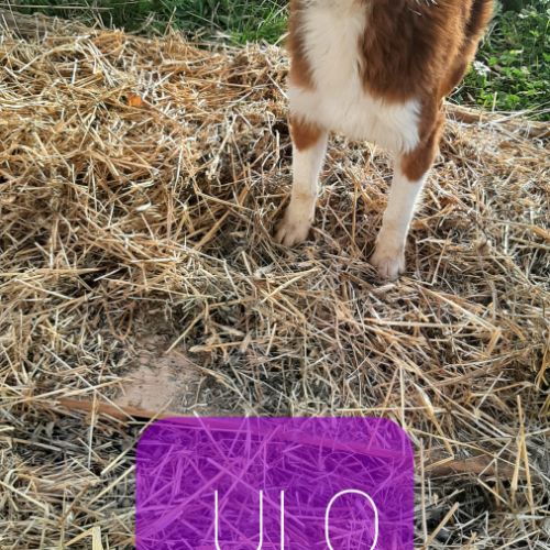 Varen, jeune chien berger australien #1