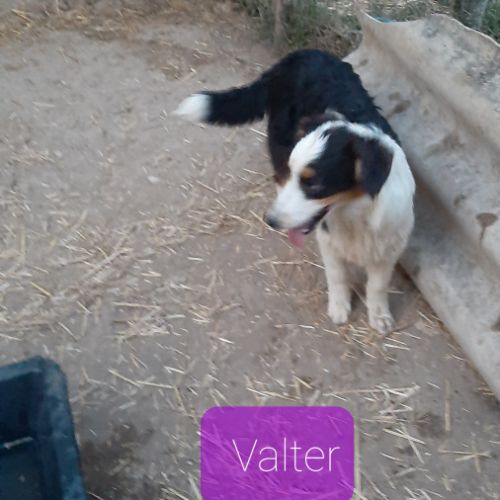 Varen, jeune chien berger australien #3